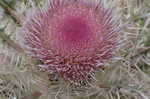 Yellow thistle <BR>Purple thistle